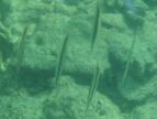 Razor Fish at Chicken Islands.JPG (36 KB)